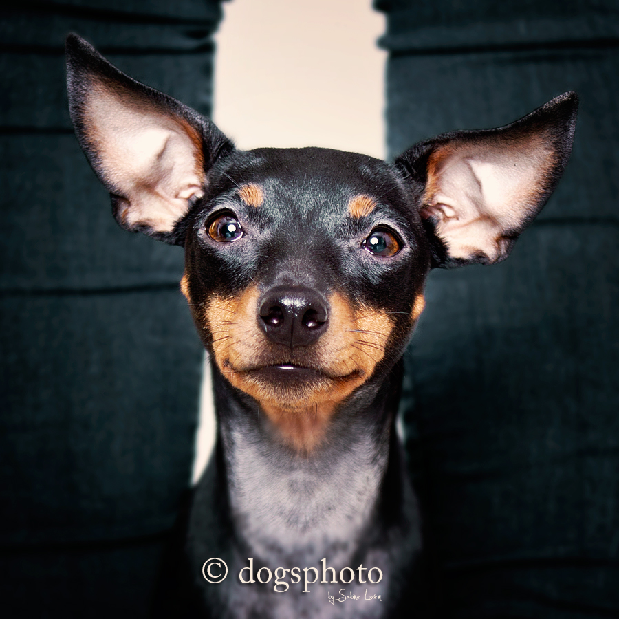 English Toy Terrier