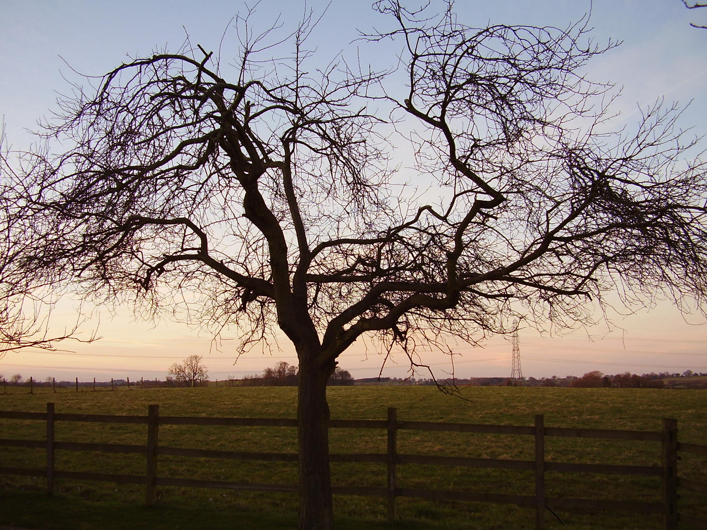 english tree