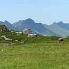 Engstligenalp mit Niesenkette