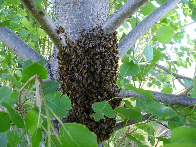 Enjambre sobre un árbol