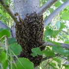 Enjambre sobre un árbol