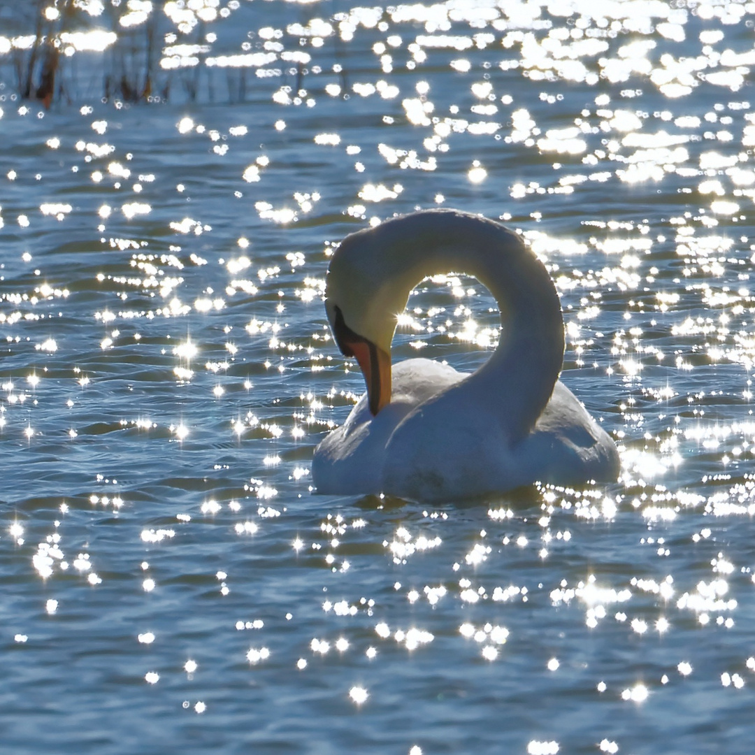Enjoy Foto & Bild | tiere, wildlife, wild lebende vögel Bilder auf ...
