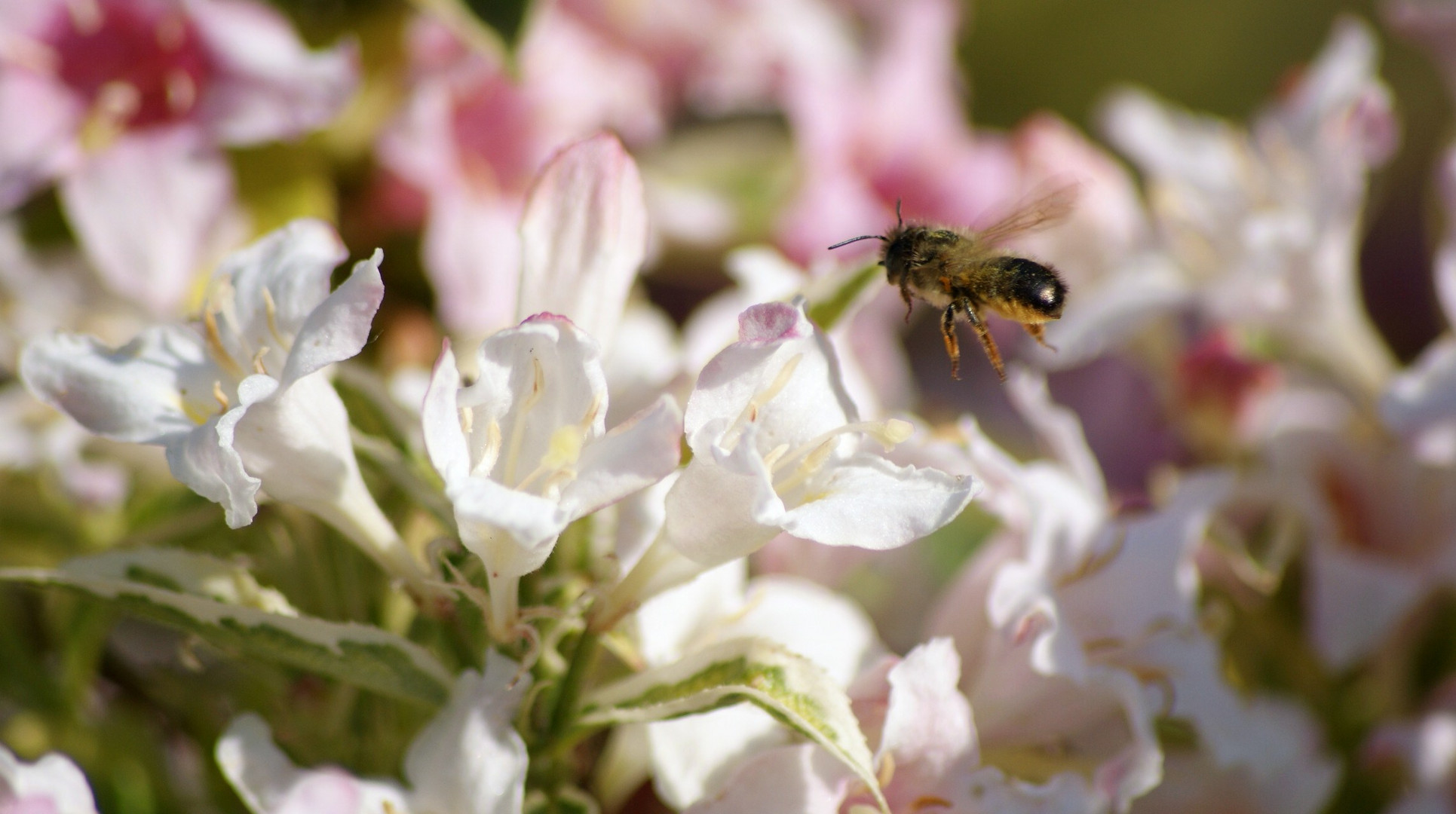 enjoy the flowerage