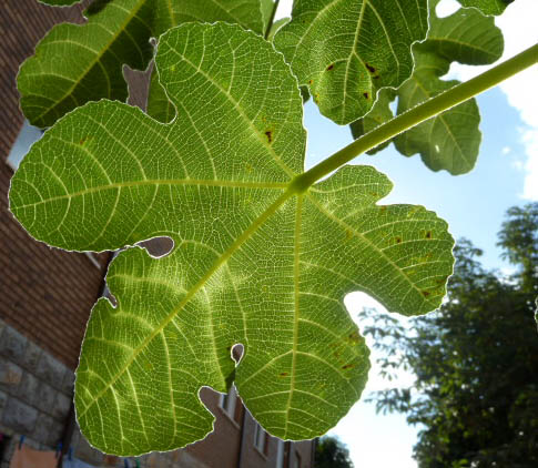 Enjoying a chupito under my fig tree in spain