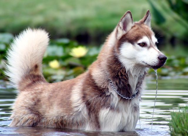 enjoying a swim