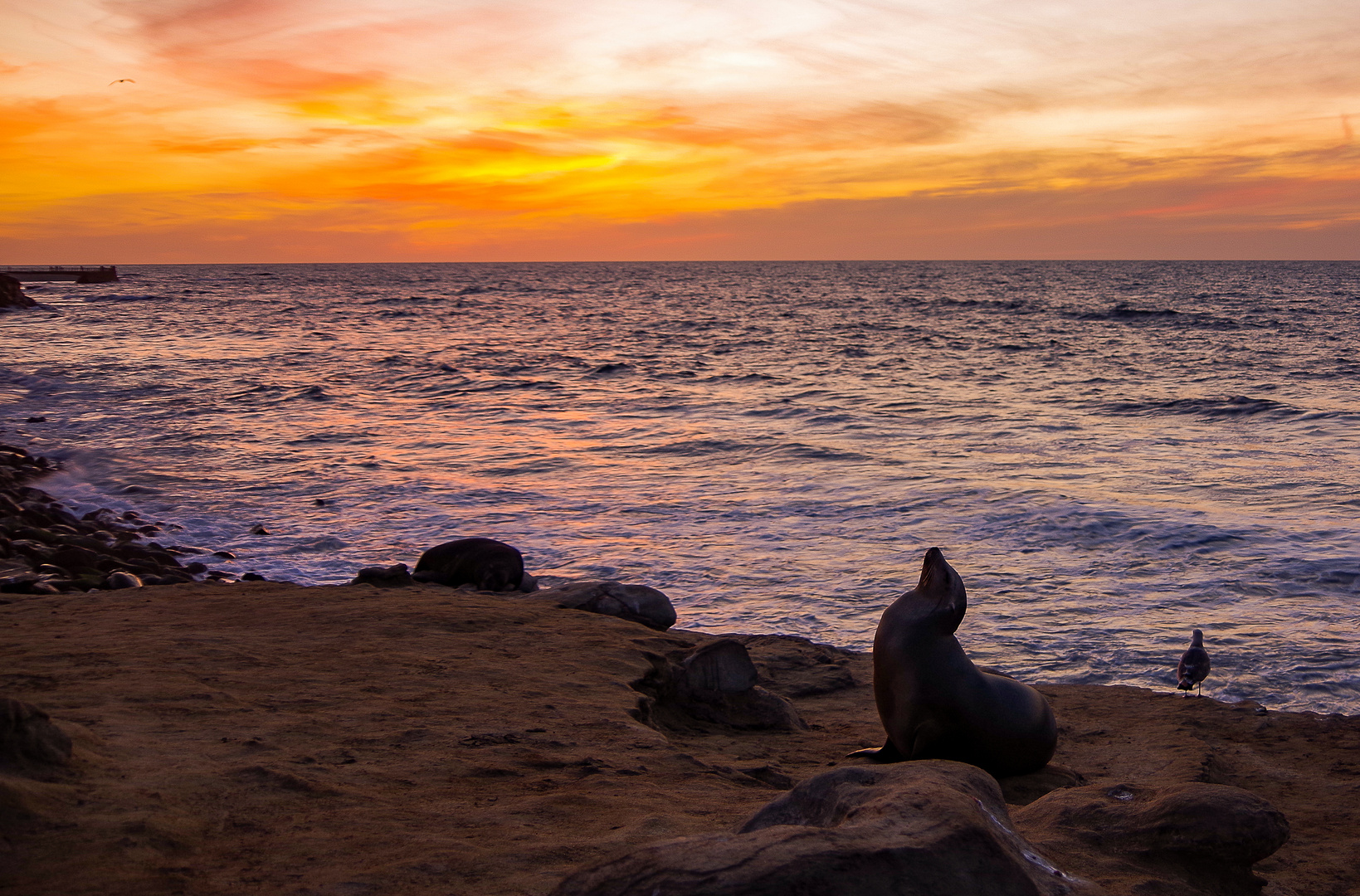 Enjoying sunset with sealions Foto & Bild | sunset, usa