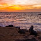 Enjoying sunset with sealions