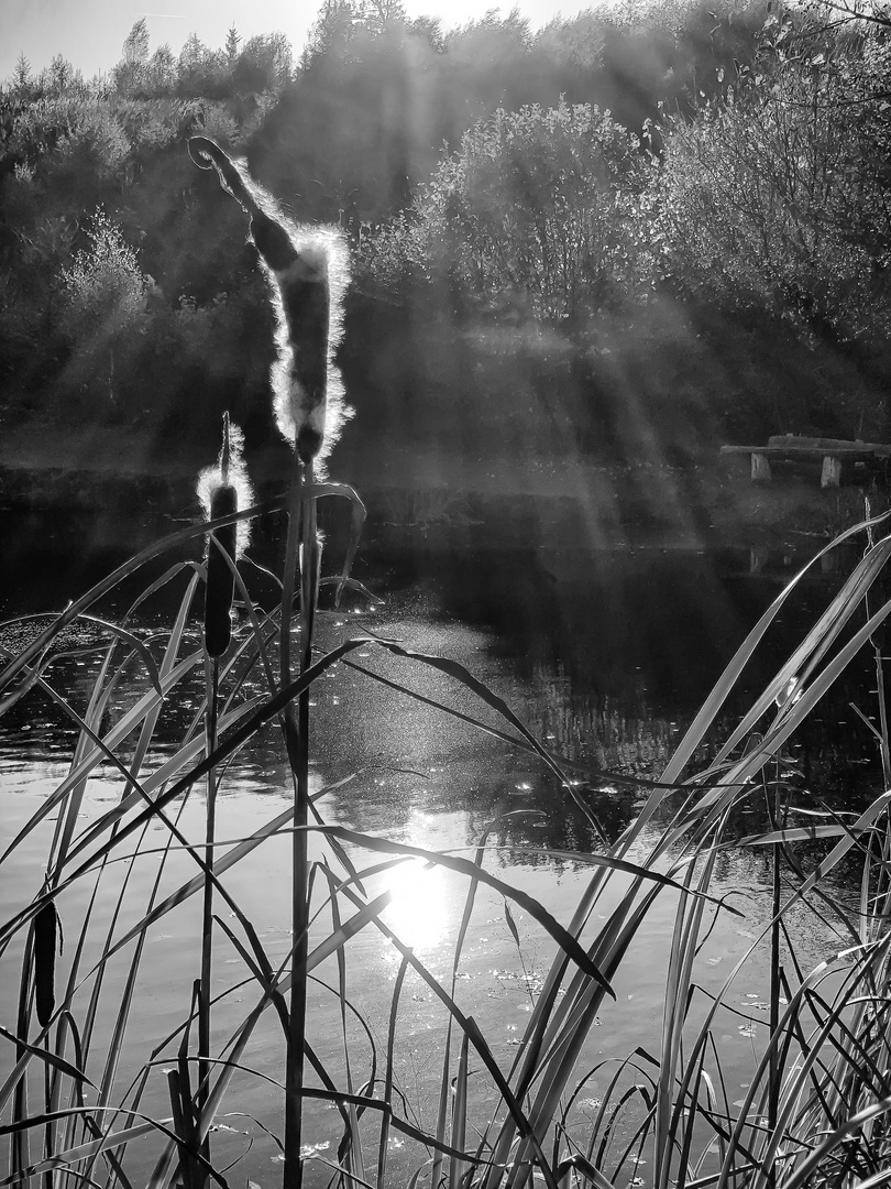 Enjoying the Evening Sun by the Pond