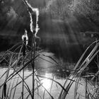 Enjoying the Evening Sun by the Pond