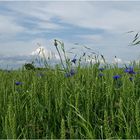 enjoying  the fields