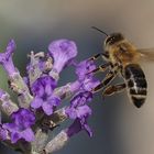 Enjoying the Lavender