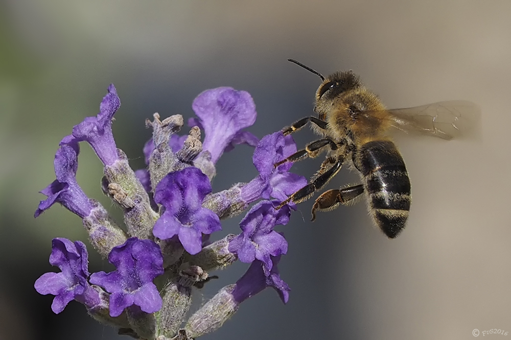 Enjoying the Lavender