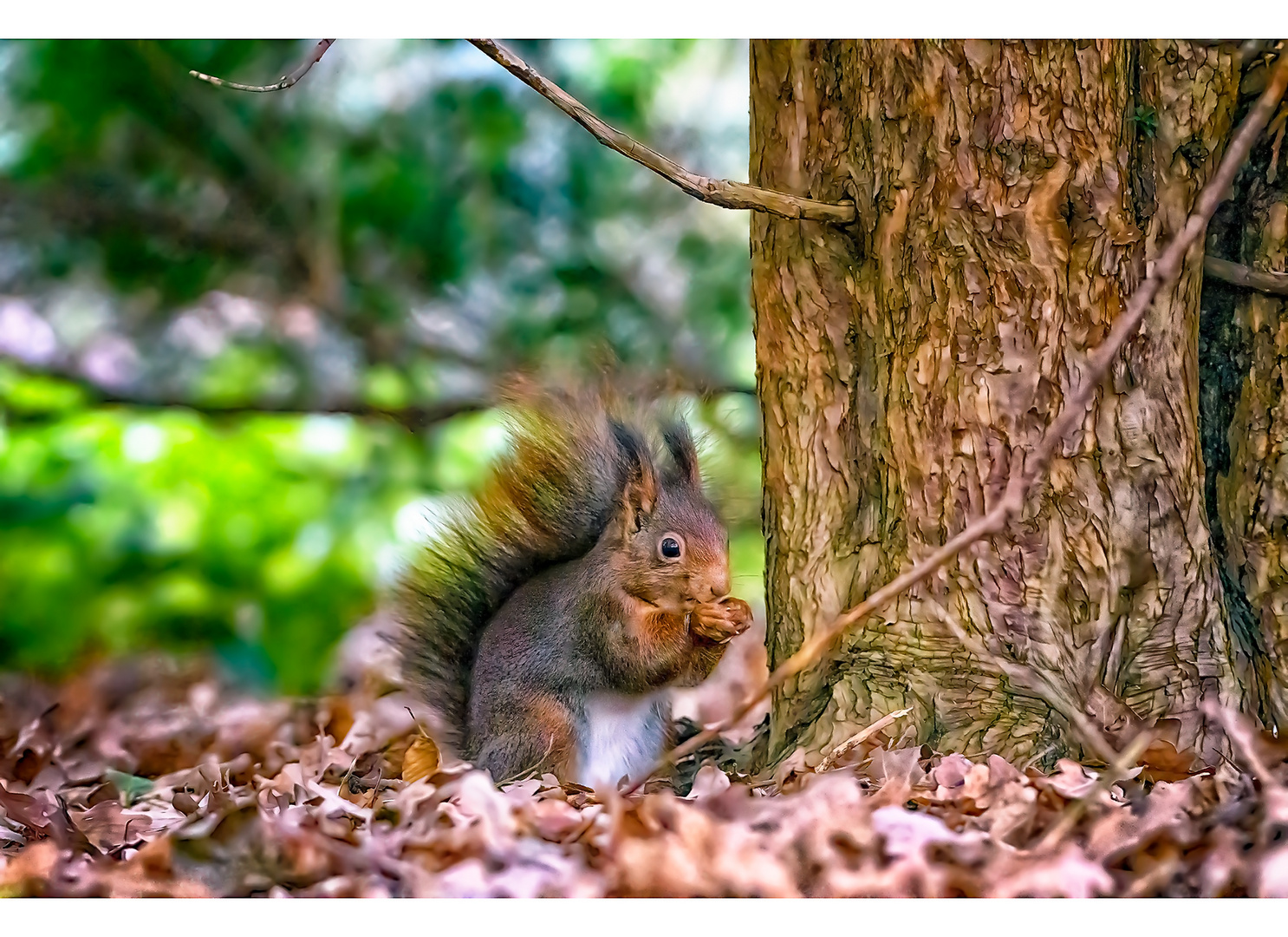 Enjoying the nut