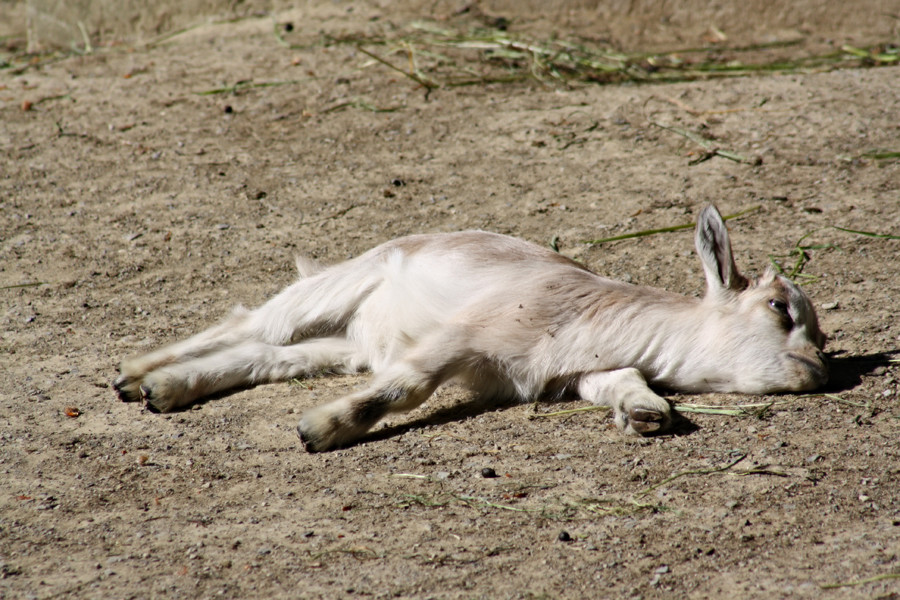 Enjoys the sun!