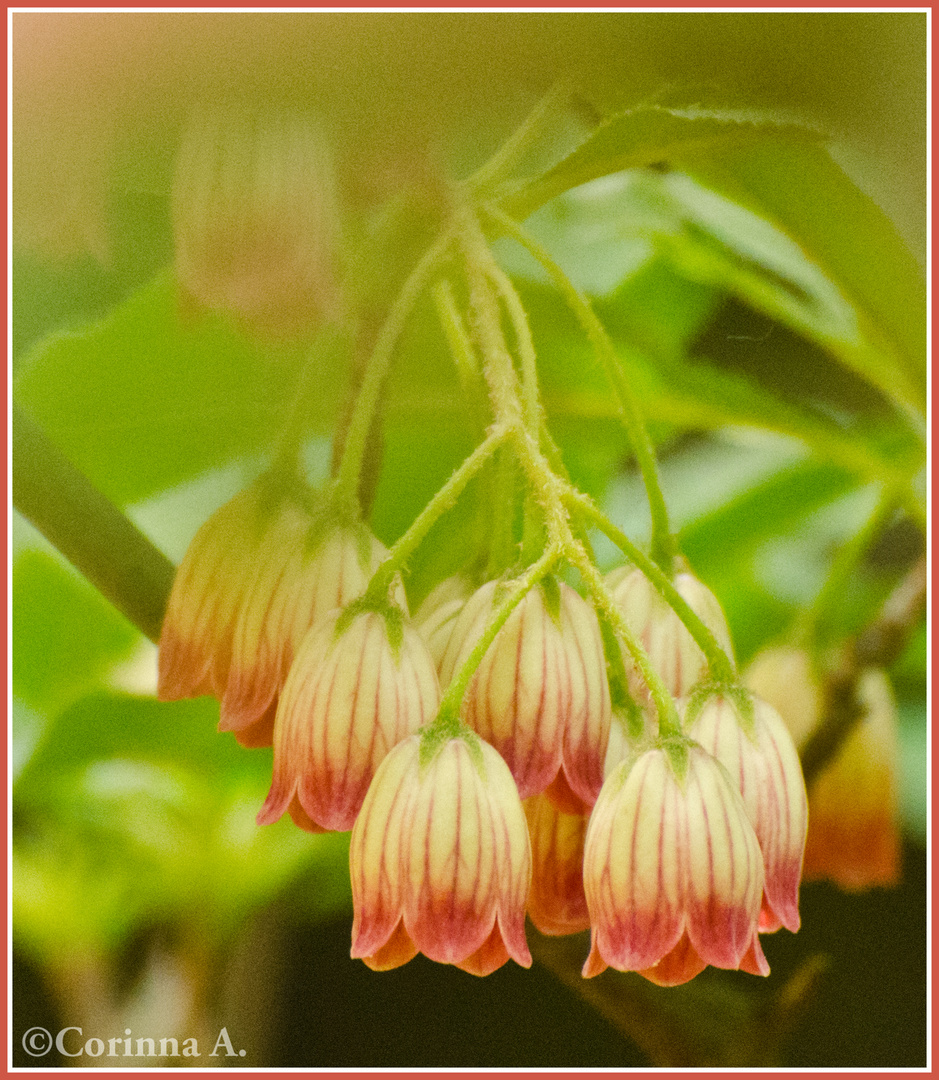 Enkianthus campanulatus