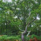 Enlacement dans la forêt landaise