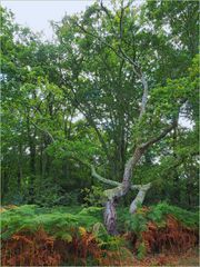 Enlacement dans la forêt landaise