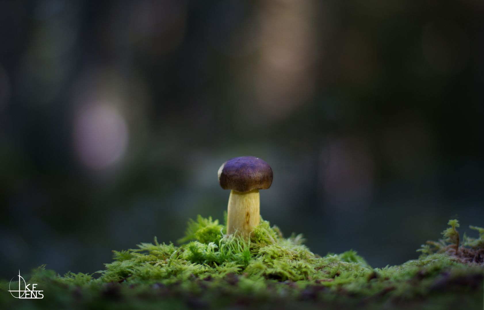 Enlightened Mushroom Selection