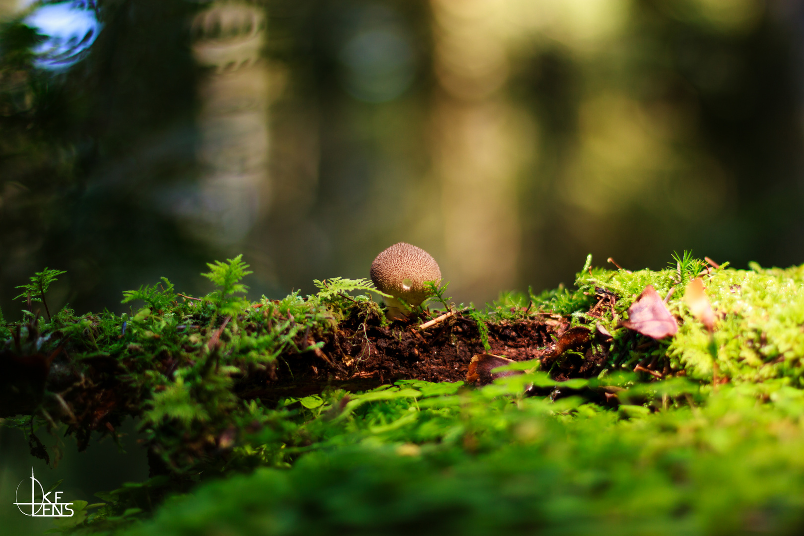 Enlightened Mushroom Selection