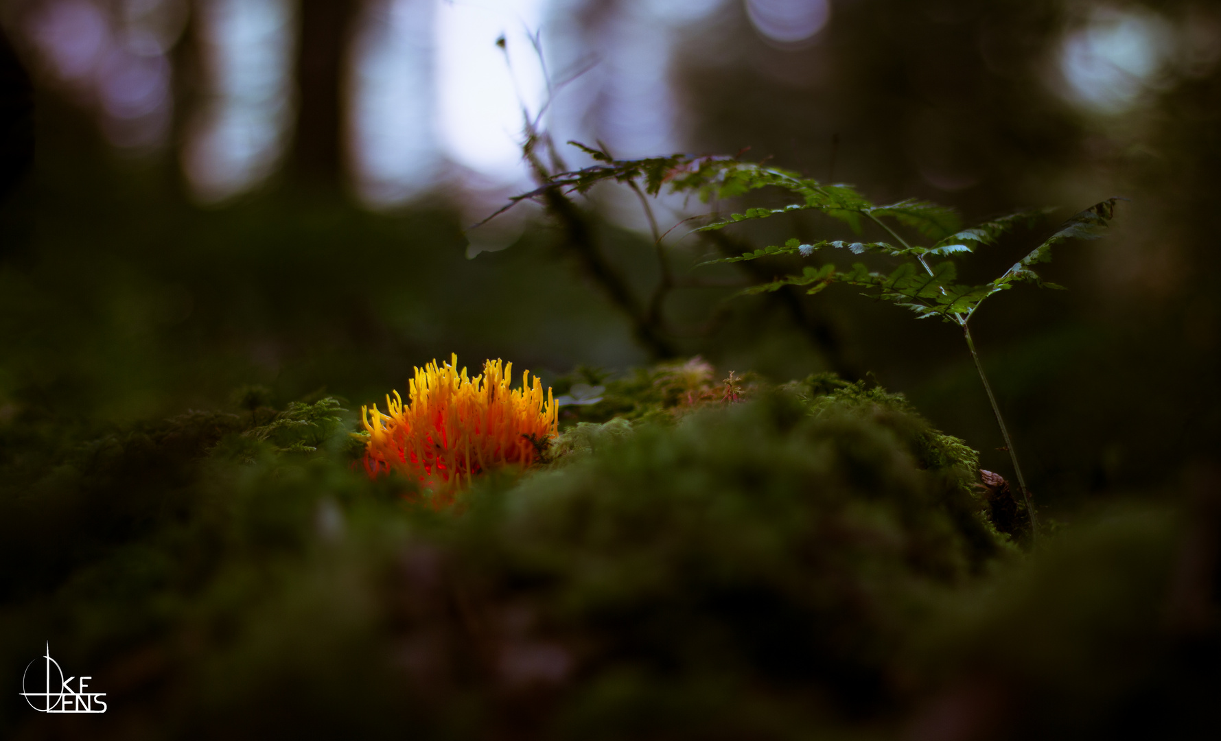 Enlightened Mushroom Selection