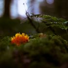 Enlightened Mushroom Selection