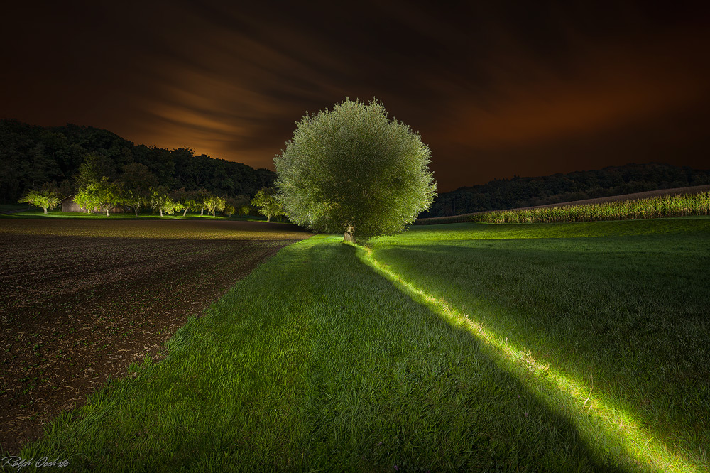 enlightened tree - lightpainting