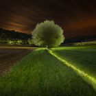 enlightened tree - lightpainting