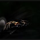 EnlightenedSpider