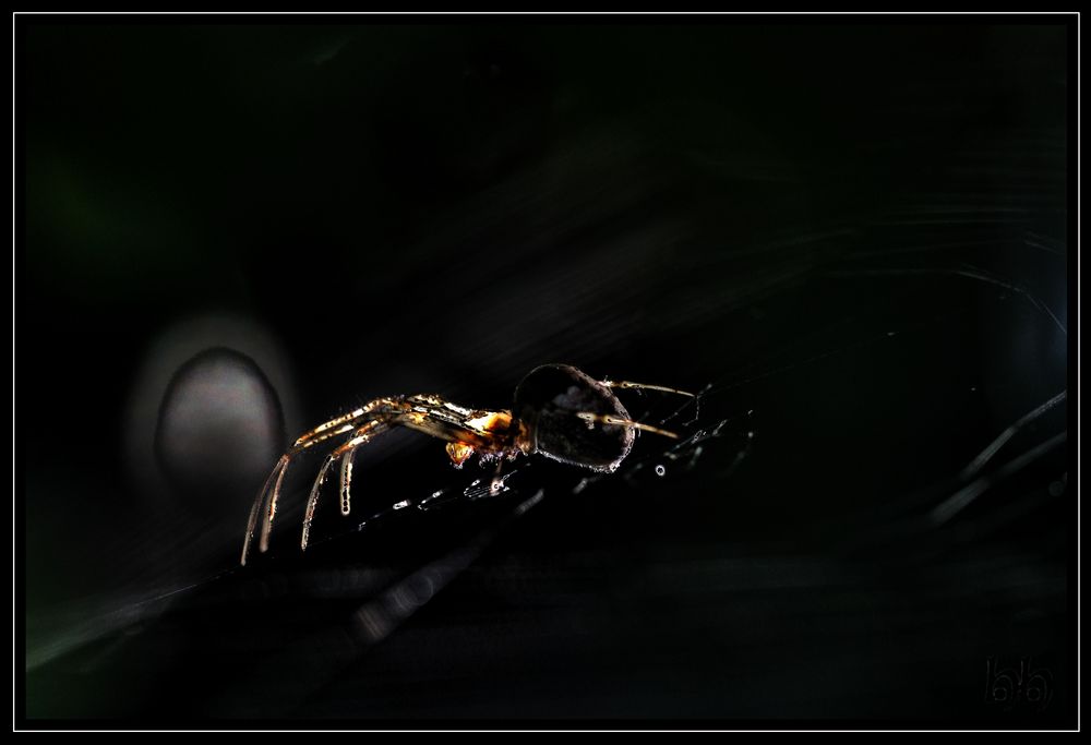 EnlightenedSpider