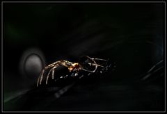 EnlightenedSpider