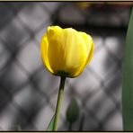 enlightening the tulip