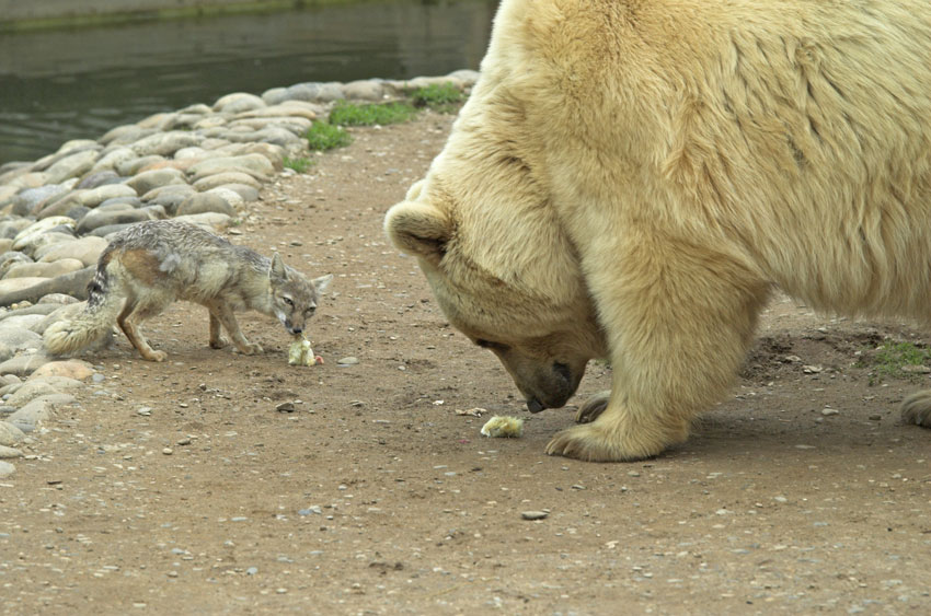 enne Besuch im Zoo...o..o...o...ohh_2