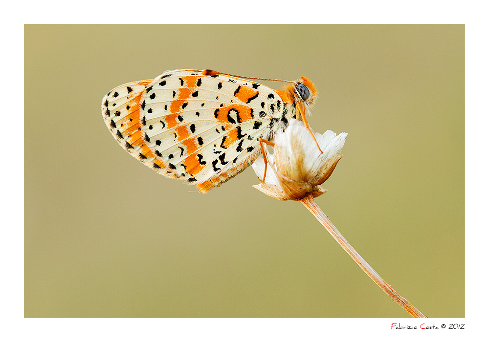 Ennesima Melitaea didyma