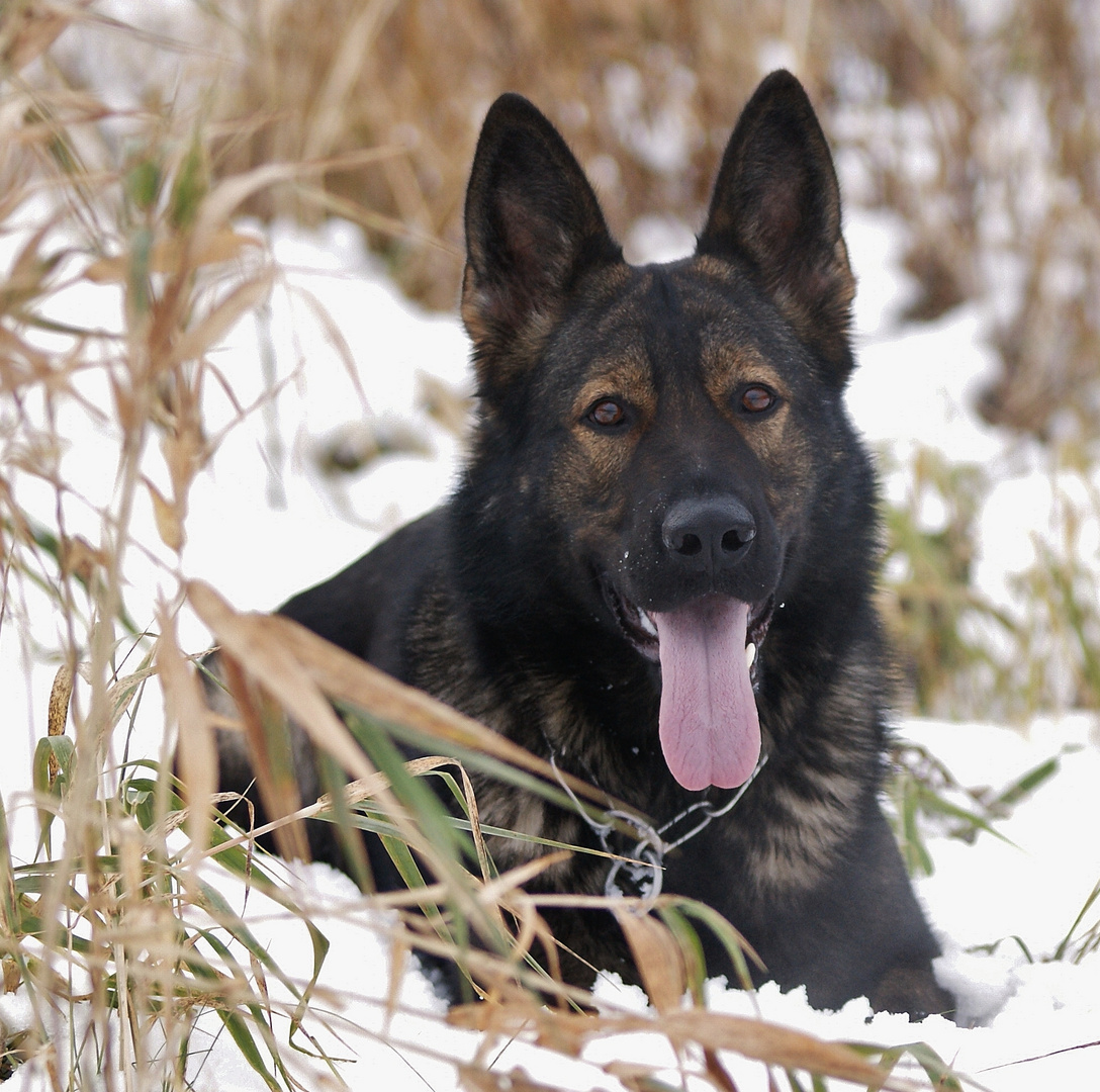 Enny im Schnee