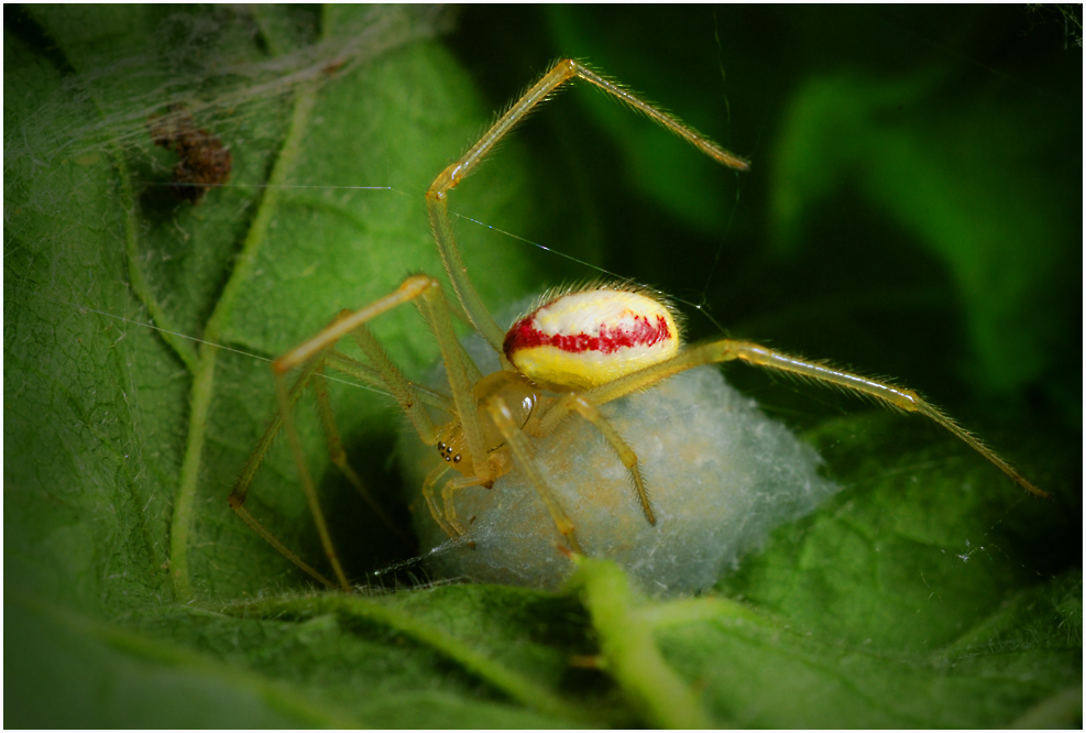 Enoplognata ovata