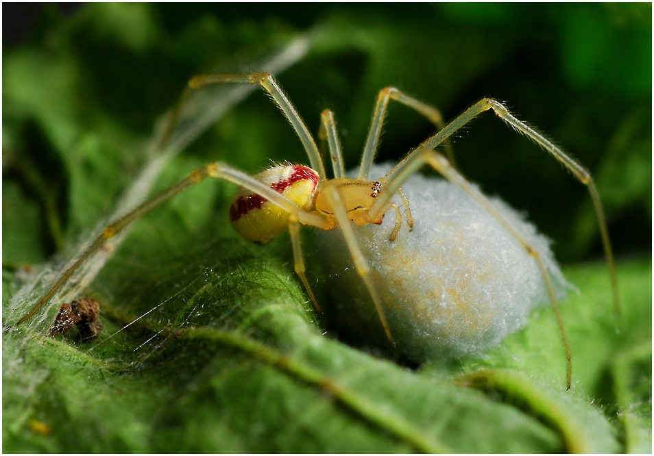 Enoplognata ovata