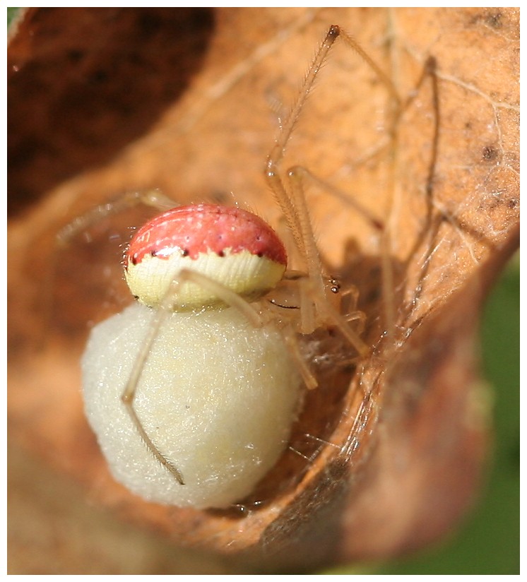 Enoplognatha lineata ;-)