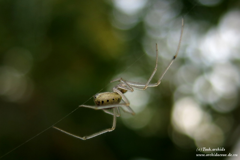 Enoplognatha ovata var.lineata 1/2