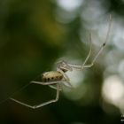 Enoplognatha ovata var.lineata 1/2