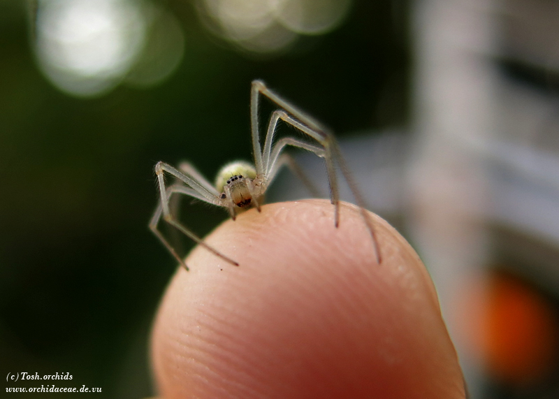 Enoplognatha ovata var.lineata 2/2