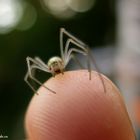 Enoplognatha ovata var.lineata 2/2