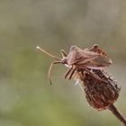 Enoplops scapha