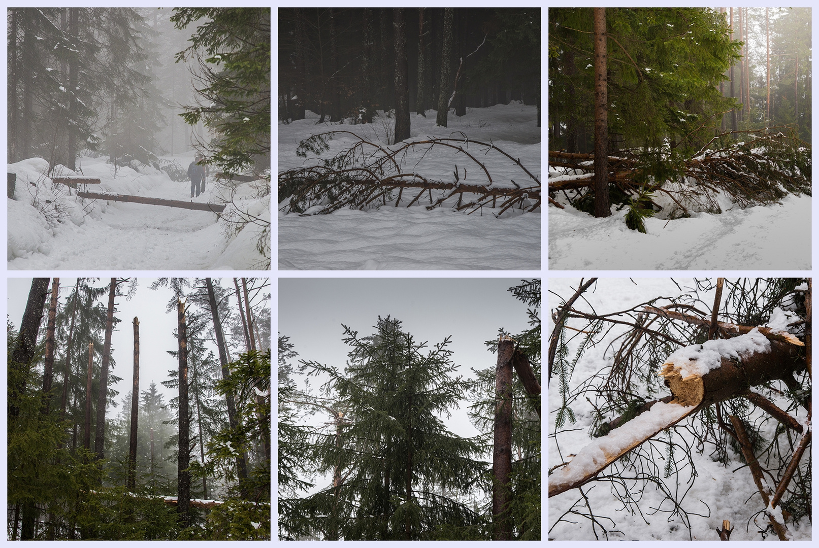 enorme Schäden erleiden die Wälder Foto & Bild | jahreszeiten, winter ...