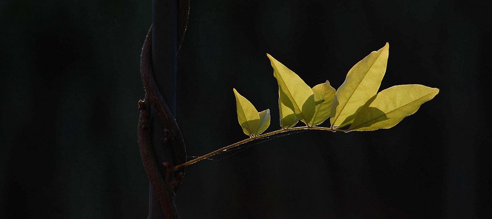 Enredadera en el Jardin - Saerbeck