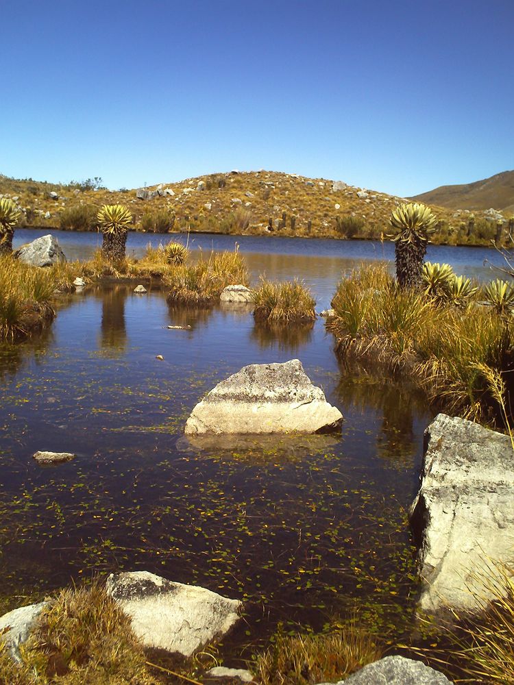 enredaderas en el agua