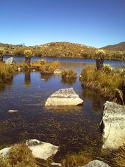 enredaderas en el agua