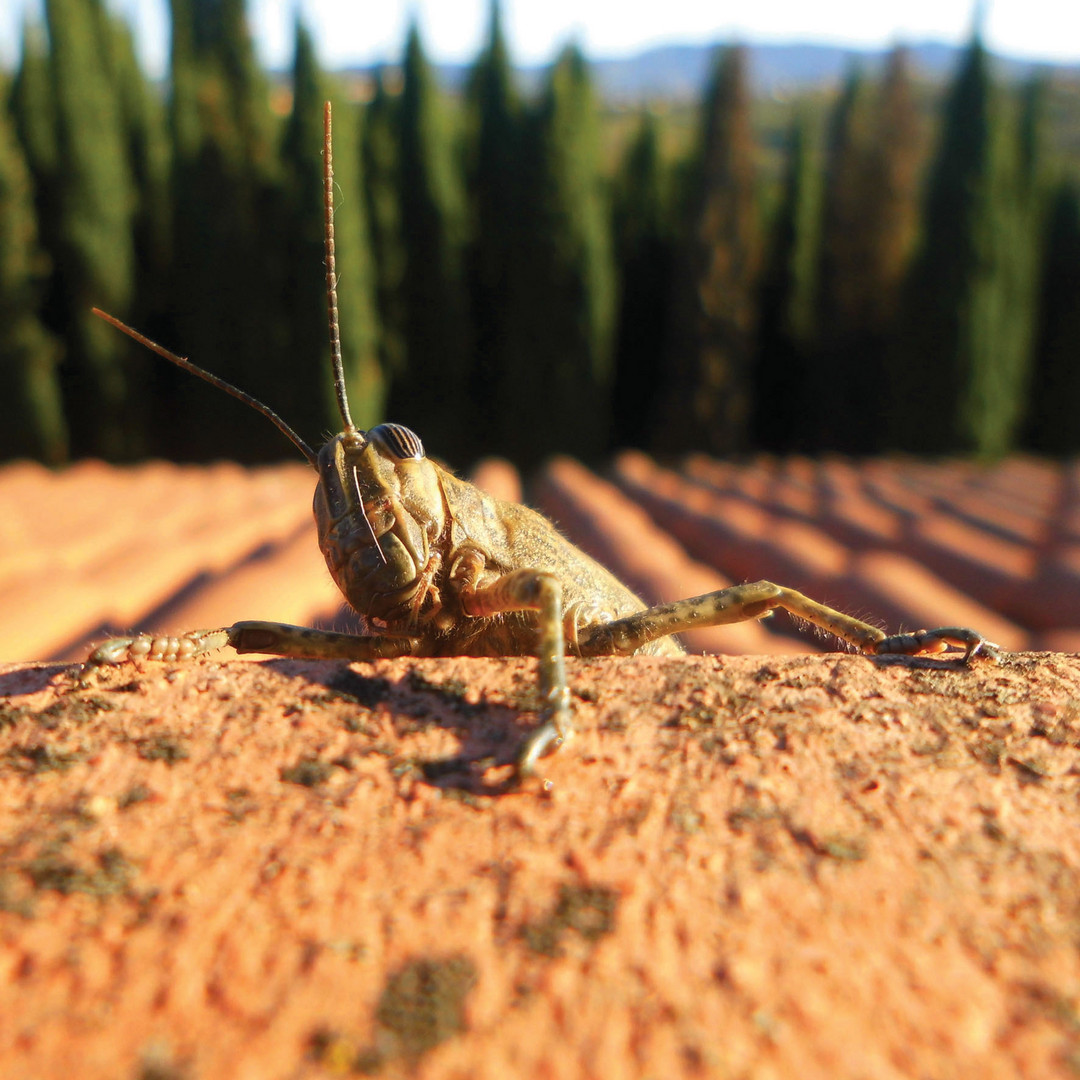 Enrico Foto & Bild natur, landschaft, tiere Bilder auf