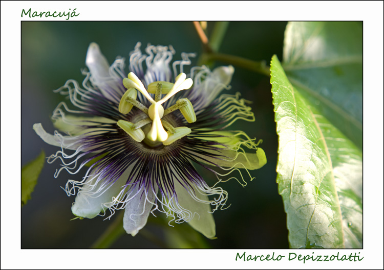 Ensaio sobre flores IV - Maracujá (Passiflora)