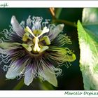 Ensaio sobre flores IV - Maracujá (Passiflora)