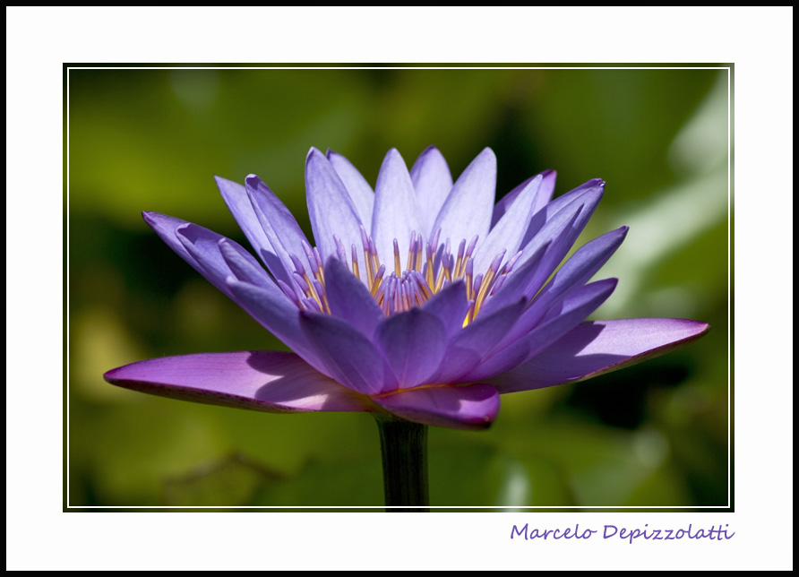 Ensaio sobre flores VI - Nenúfar